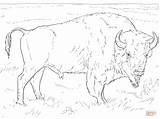 Bison Coloring American Realistic Pages Buffalo Drawing Outline Printable Sheet Supercoloring sketch template