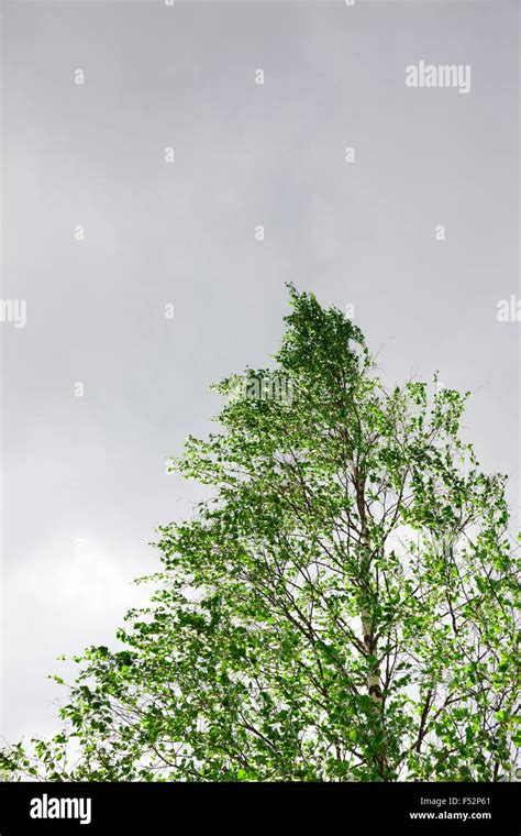 Birch Tree Top Stock Photo Alamy