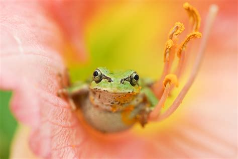 Animal Frog 4k Ultra Hd Wallpaper