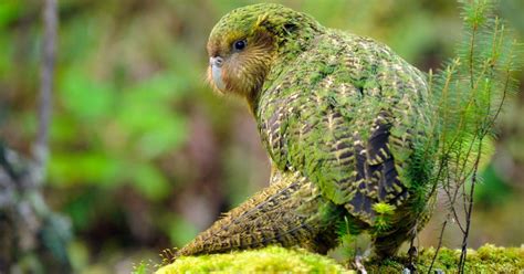 Behold The Return Of The Amazing New Zealand “owl Parrot” Look At It