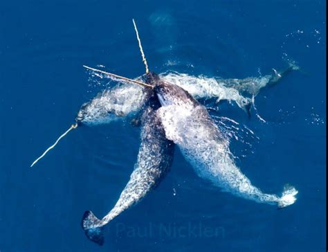 Narwhals Lock Their 9ft Ivory Tusks To Form A Graceful Spin Photo