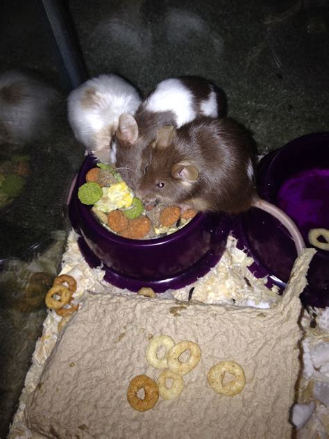 Two Hamsters Eating Food Out Of Purple Bowls