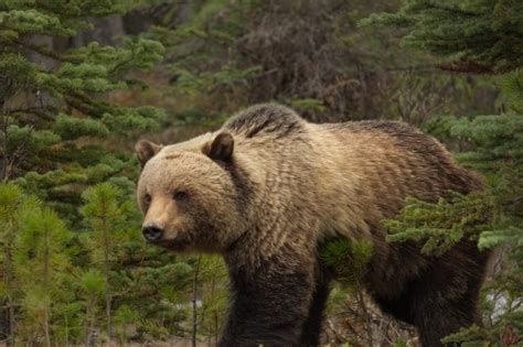 Grizzly Bear Guide Bbc Wildlife Magazine Discover Wildlife