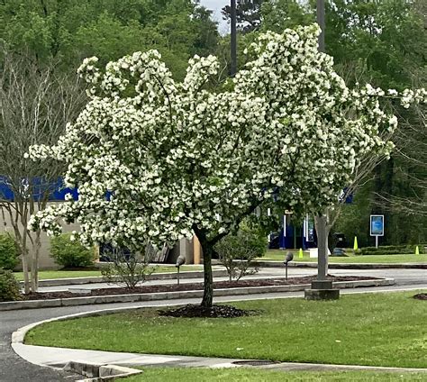 American Fringe Tree Care Pearline Lemay