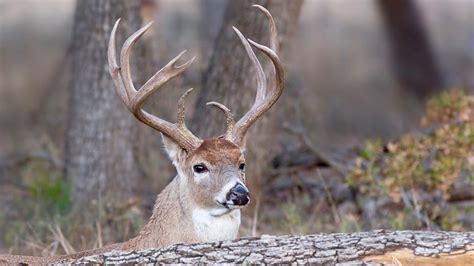 Buck Blunders 8 Whitetail Behaviour Myths That Might Be Blowing Your
