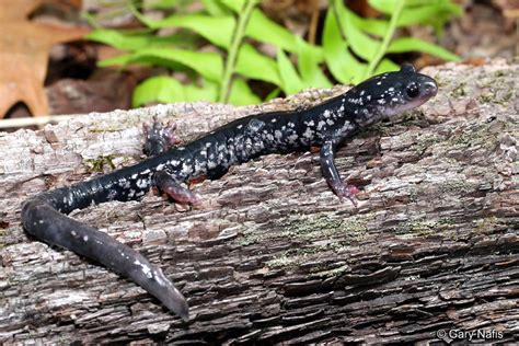 White Spotted Slimy Salamander Plethodon Cylindraceus