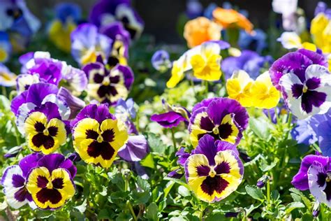 How To Grow And Care For Pansies