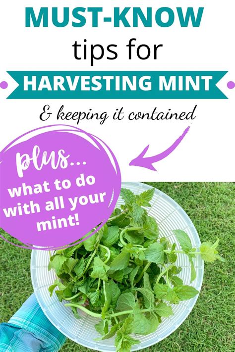 How To Harvest Mint And What To Do With Lots Of Mint Together Time