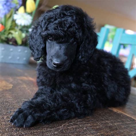 Cavoodle X Miniature Poodle Puppy Black Boy 2023 Ph