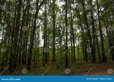 Tall Slender Lush Green And Autumn Colored Pine Trees In The Forest