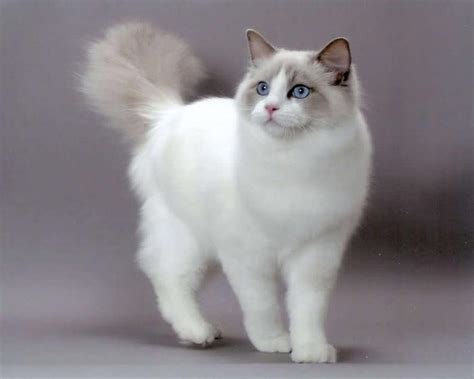 Ragdoll Cat Breed History Temperament And Care Of The Ragdoll Cats