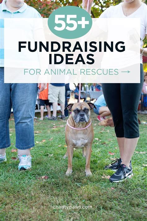 Over 55 Unique Fundraisers For Animal Rescues And Shelters Including