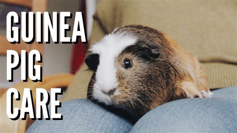 Supplies You Need To Own Guinea Pigs Pet Site How To Care For Your Pet
