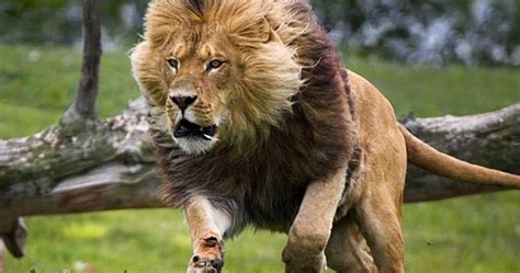 On may 29th 2019, the organization was acquired by overactive media group who were also the owners of splyce. Los Leones Free gomovies 2019 gostream HDTVRIP No Sign Up