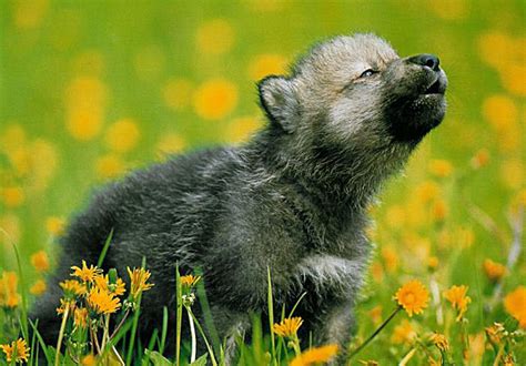 Grey Wolf Pup Baby Animal Zoo