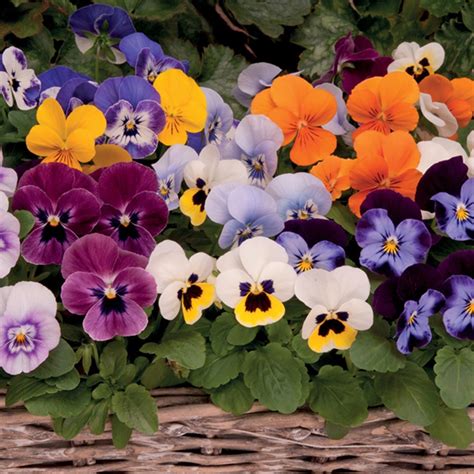 Viola Sorbet Mixed F1 20 X Flower Plants From Dt Brown Seeds