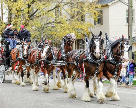 Horse Drawn Carriage Parade 3 Photograph By Matthew Keiber Fine Art