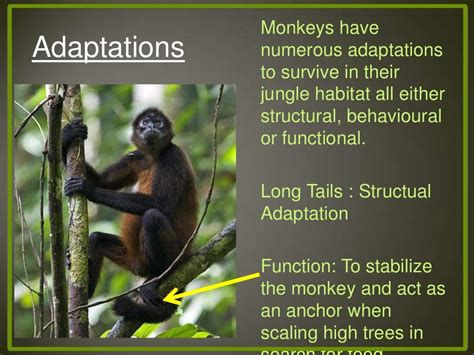 Adaptations Presentations Monkey And