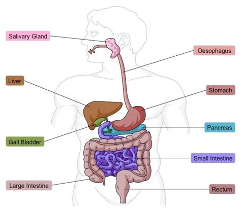 Its parts are to help you understand how the many parts of the digestive system work together, here is an overview of the structure and function of this complex system. What is the digestive system?