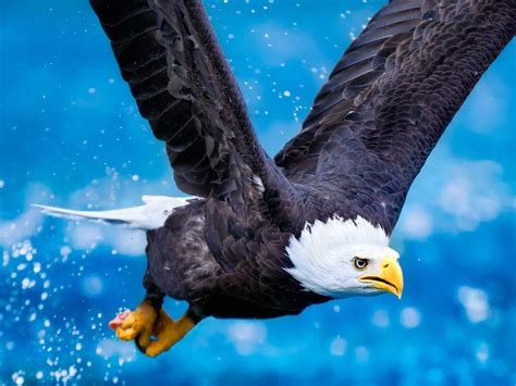 Wallpapers for theme philippine eagle. Bald Eagle In Flight Bird Of Prey Predator Beautiful ...