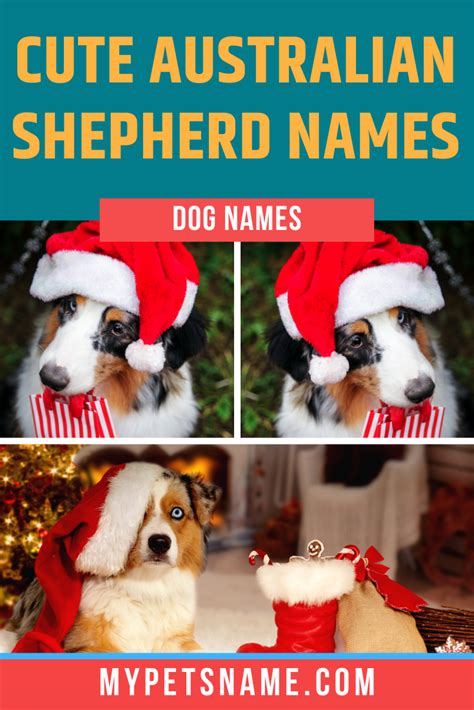 Australian Shepherd Names