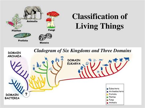 Ppt Classification Of Living Things Powerpoint Presentation Free Download Id 2412891