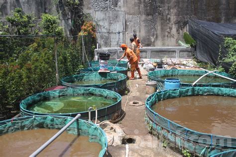 Foto: Kolam Bioflok Budidaya Lele Garapan PPSU Kelurahan Grogol Utara