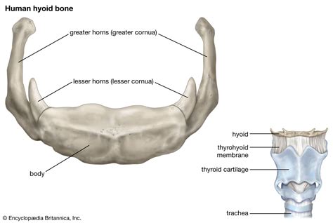 Hyoid Bone Description Anatomy And Function Britannica