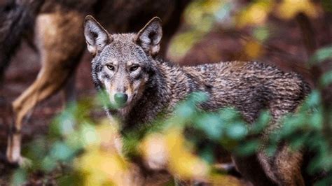 Petition · Save The Red Wolves United States ·