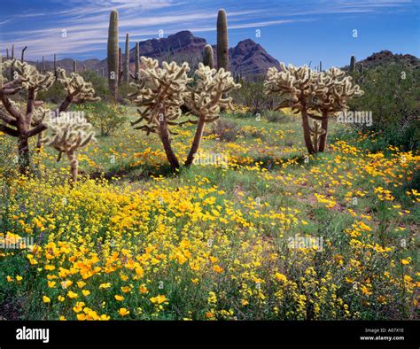 Organ Pipe Cactus National Monument Az Sonoran Desert In Bloom With