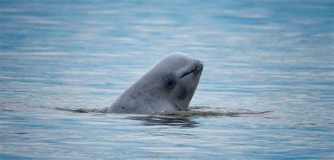 An Alaska Beluga Population Continues To Fall Hakai Magazine