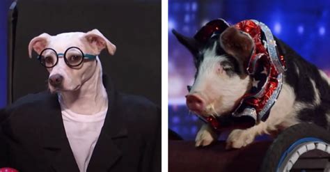 5 Amazing Animal Auditions On Agt Well Never Forget