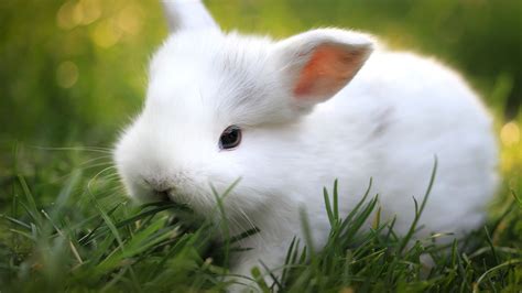 Cute White Baby Rabbit Wallpaper Wallpapersafari