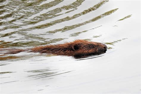 Building Riparian Resilience Through Beaver Restoration Pitchstone Waters