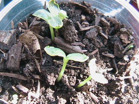 Pictures Of Sprouting Plants Erics Organic Gardening Blog