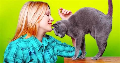 ¿qué significa cuando un gato frota su cabeza contra tu cara trucos caseros para el hogar