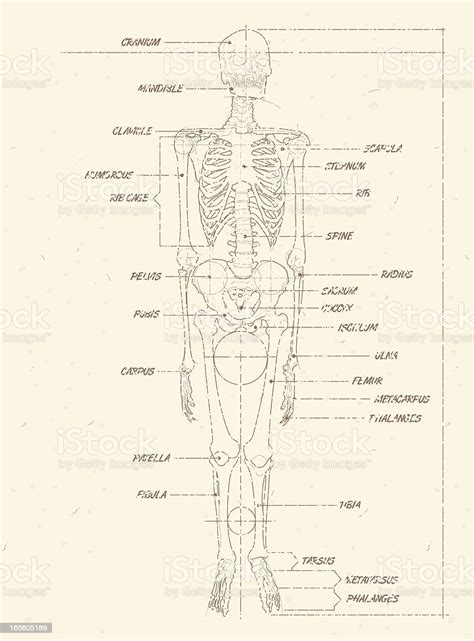 Human Skeleton Weathered Blueprint Stock Illustration Download Image