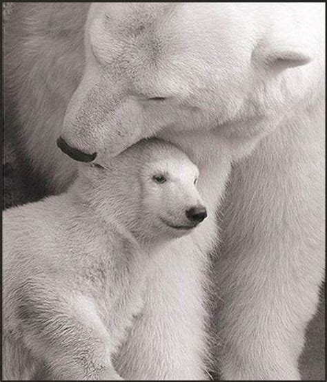 17 Best Images About Polar Bear On Pinterest Baby Polar Bears Polar