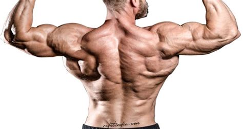 Back Muscles Anatomy Bodybuilding Free Download Back Muscles Chart By