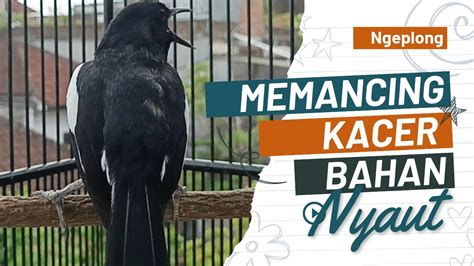 Terapi Dasar Kacer Ngeplong Gacor Memancing Kacer Bahan Langsung Nyaut