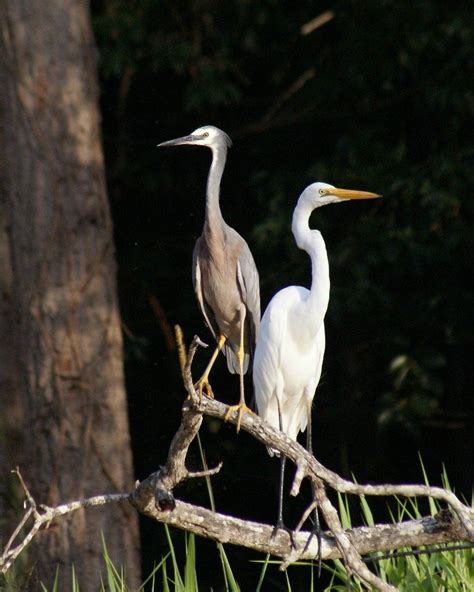 Heron And Egret Birds In Backyards