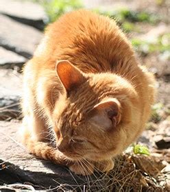 However, most cases of blastomycosis must be diagnosed by microscopic examination of portions of affected tissues (e.g. Blastomycosis in Cats - Feline Lung Problems and Skin Lesions