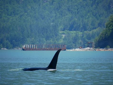 Recent Sightings — Vancouver Island Whale Watch Nanaimo Bc