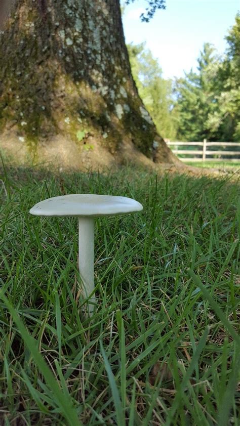 Mushroom Or Toadstool Toadstool Bird Bath Delight Stuffed Mushrooms