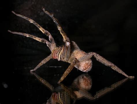 Are Banana Spider Venomous And Whether They Bite People