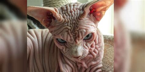 this naked wrinkly sphynx cat has the internet falling in love the dodo