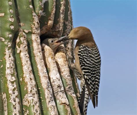 Look For The Gila Woodpecker In The Desert Southwest Birds And Blooms