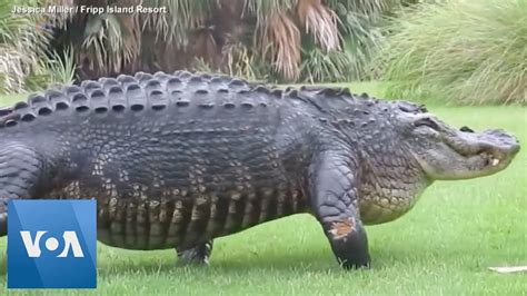 23 Foot Crocodile Saltwater Crocodile Wildlife Animal Pedia Wiki