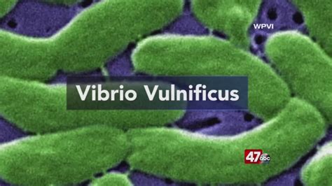 Tips To Avoid Contracting Vibrio A Flesh Eating Bacteria 47abc