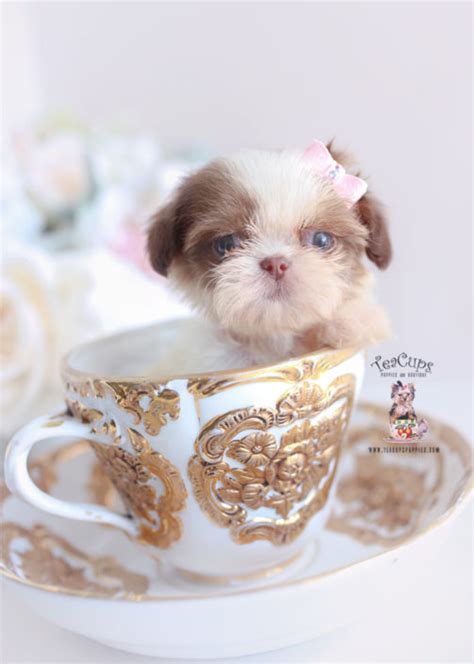 All puppies come with mich… Imperial Shih Tzu Puppies For Sale by TeaCups, Puppies ...